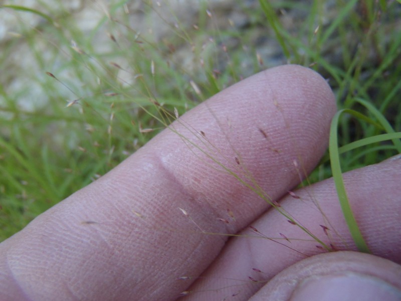 Texas Muhly photo 2