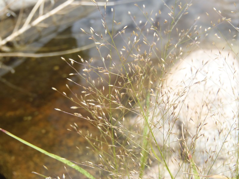 Texas Muhly photo 3