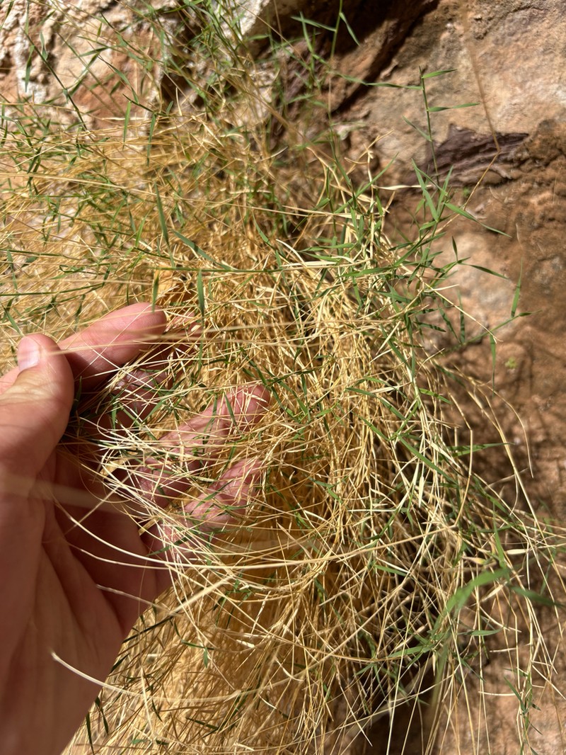 Thurber's Muhly photo 2