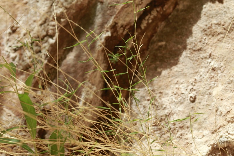 Thurber's Muhly photo 3