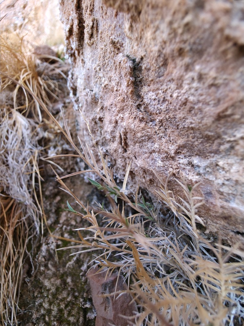 Thurber's Muhly photo 4