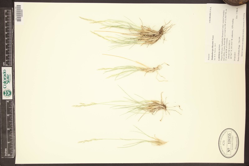 Thurber's Muhly photo 7