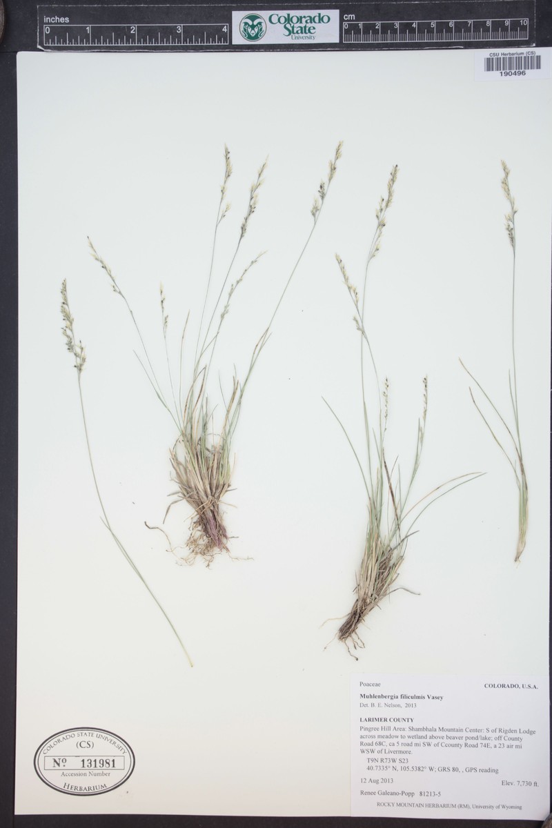 Thurber's Muhly photo 8