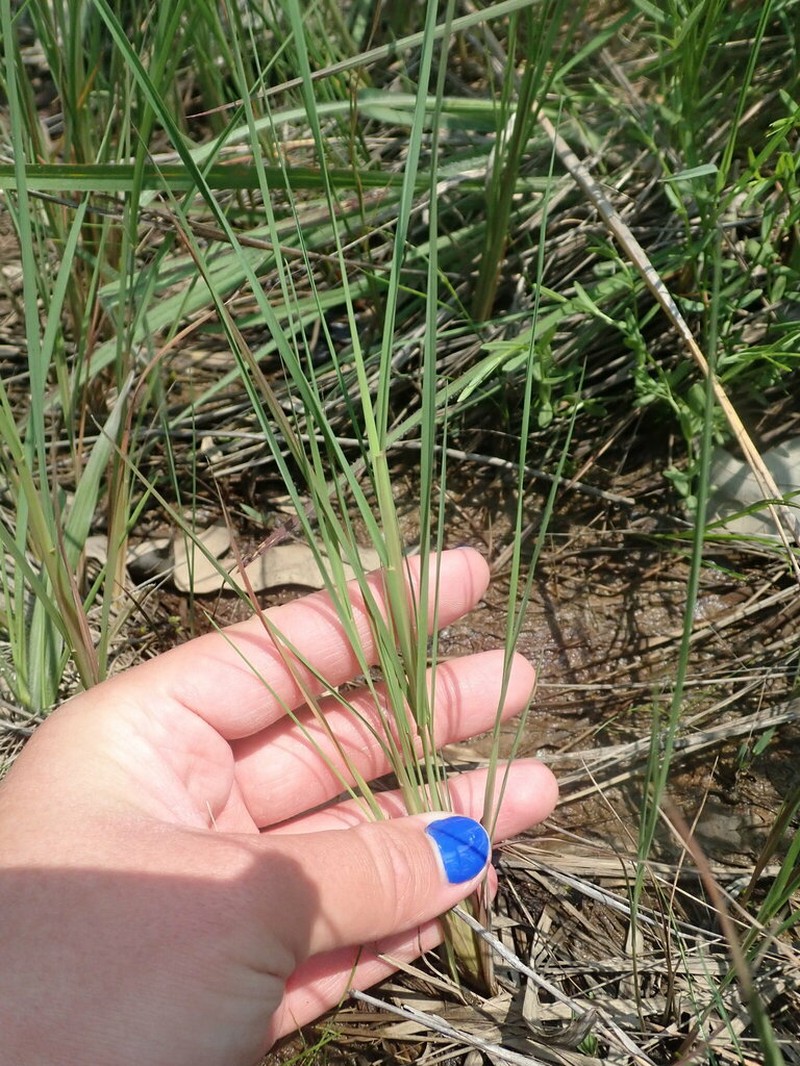 New Jersey Muhly photo 4