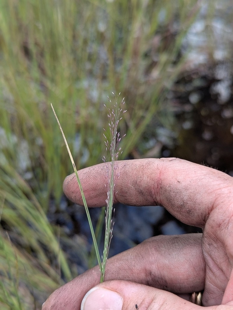 New Jersey Muhly photo 6