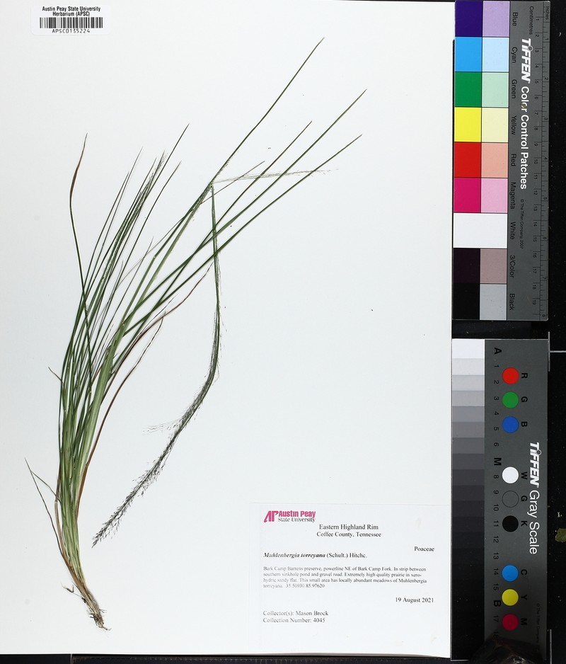 New Jersey Muhly photo 7