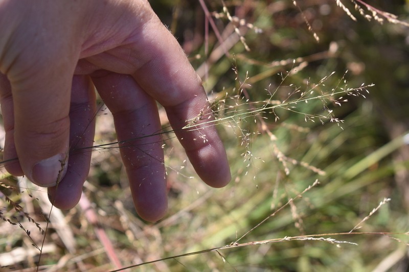 New Jersey Muhly photo 8
