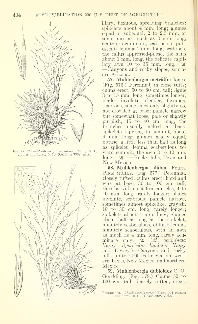 Ring Muhly photo 4