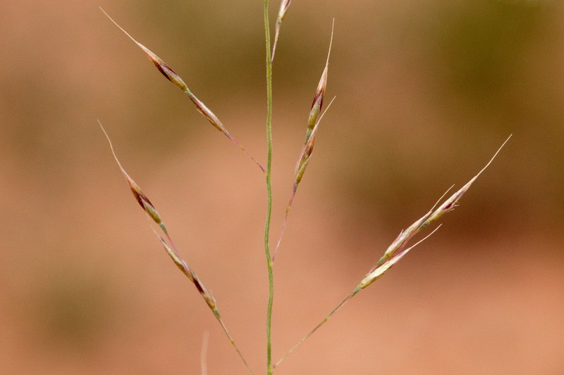 Ring Muhly photo 2