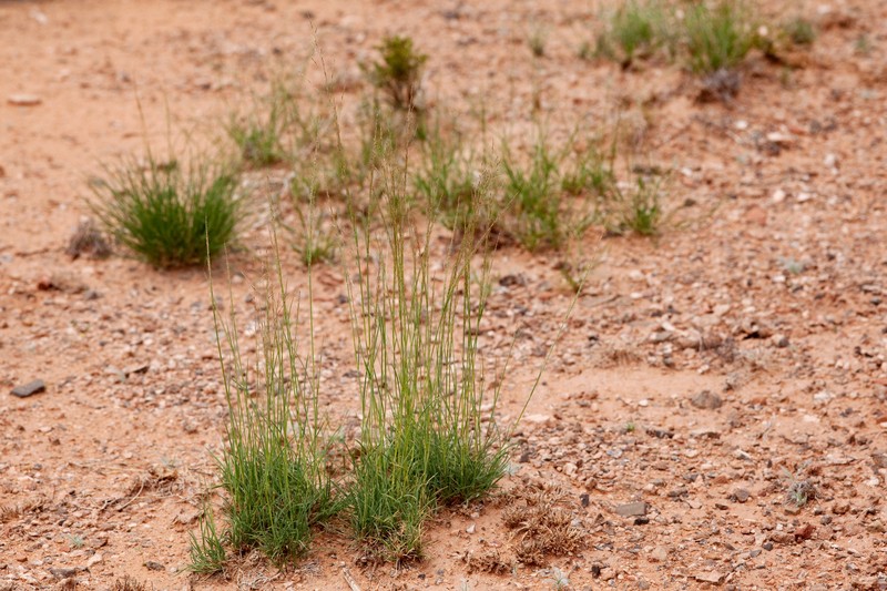 Ring Muhly photo 3