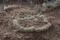 Ring Muhly