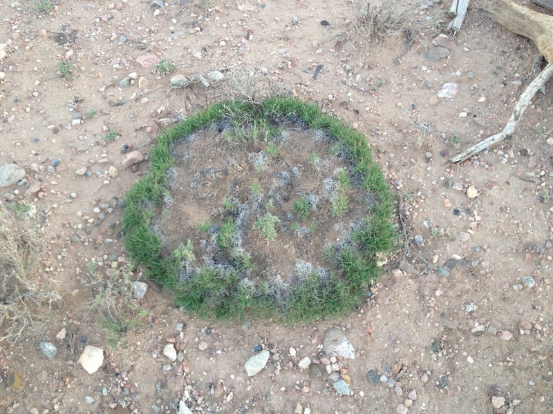 Ring Muhly photo 2