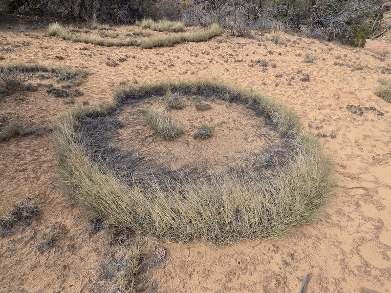 Ring Muhly photo 3