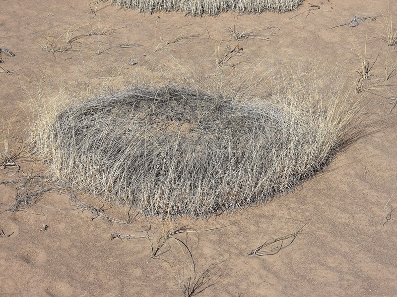 Ring Muhly photo 4
