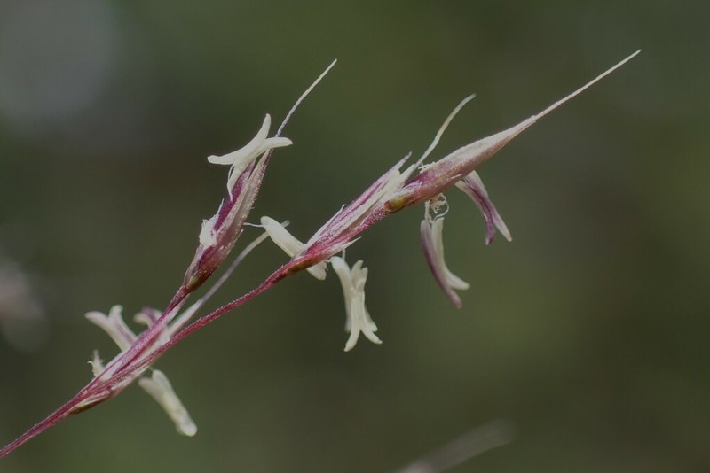 Ring Muhly photo 5