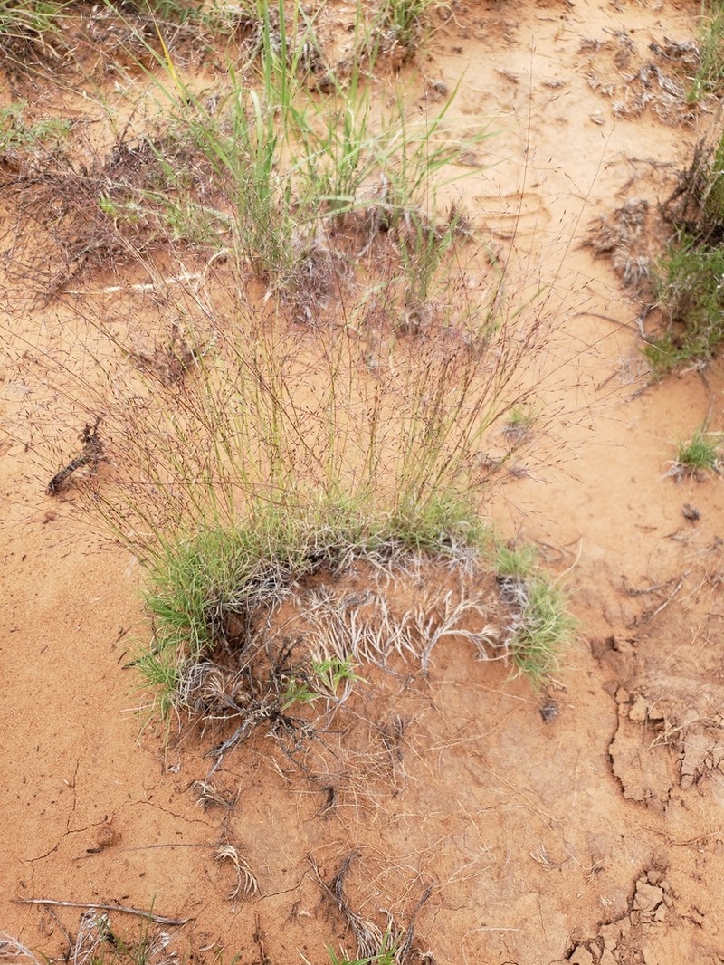 Ring Muhly photo 6