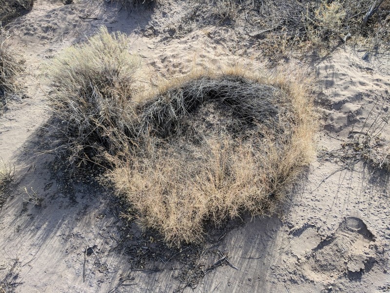 Ring Muhly photo 8