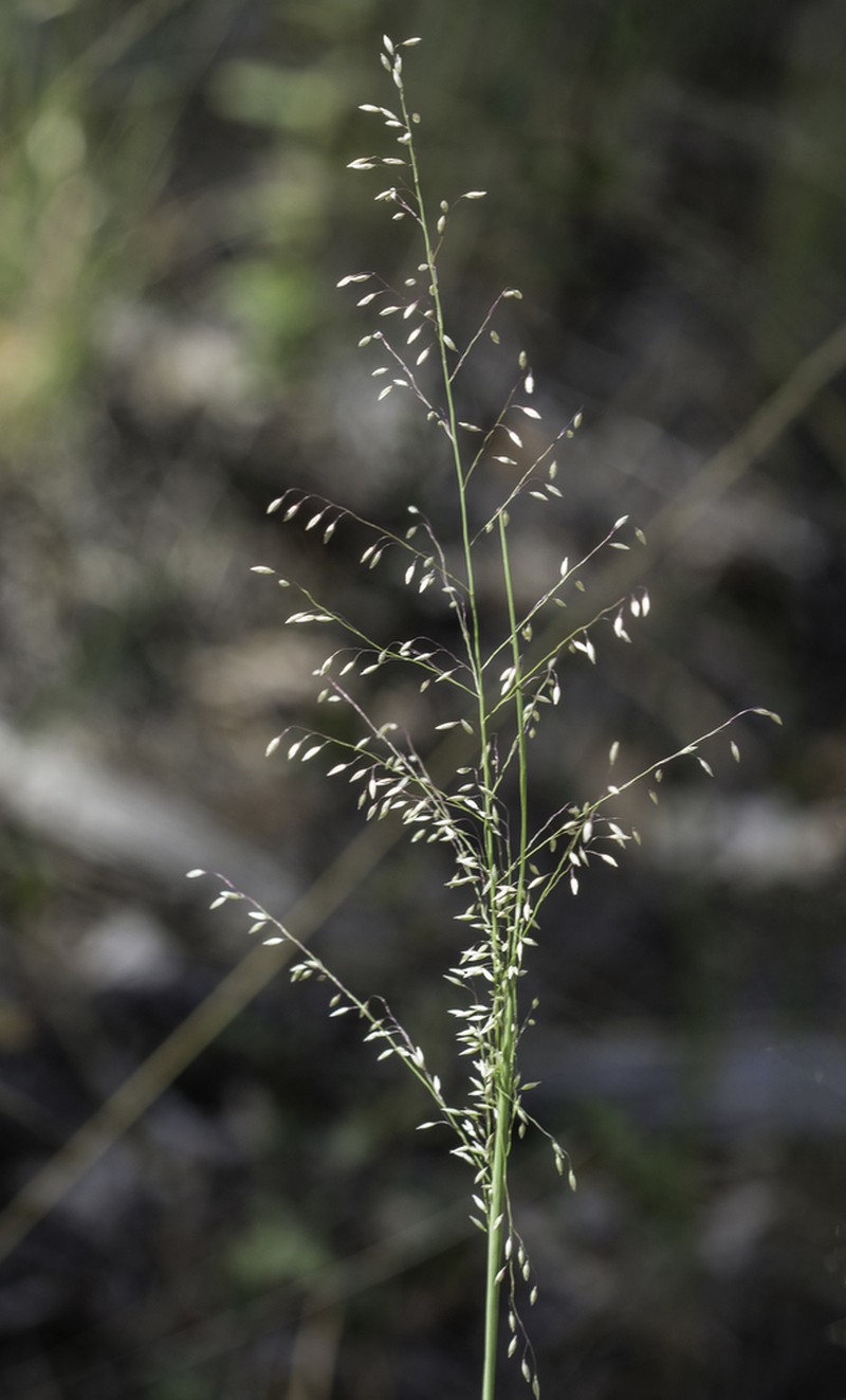 Pine Dropseed