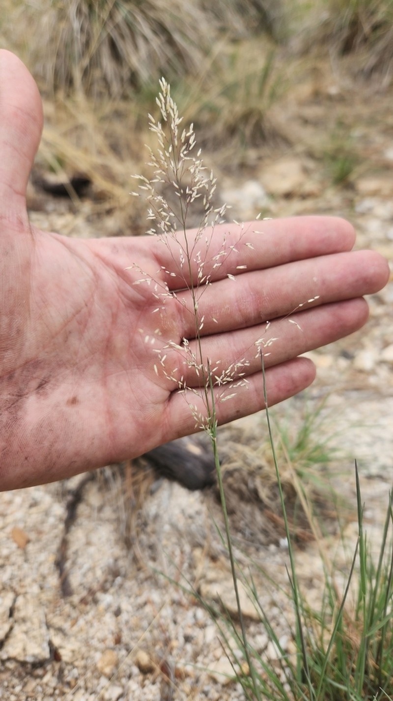 Pine Dropseed photo 2