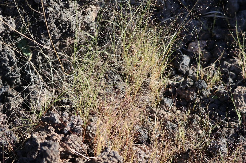 Pine Dropseed photo 3