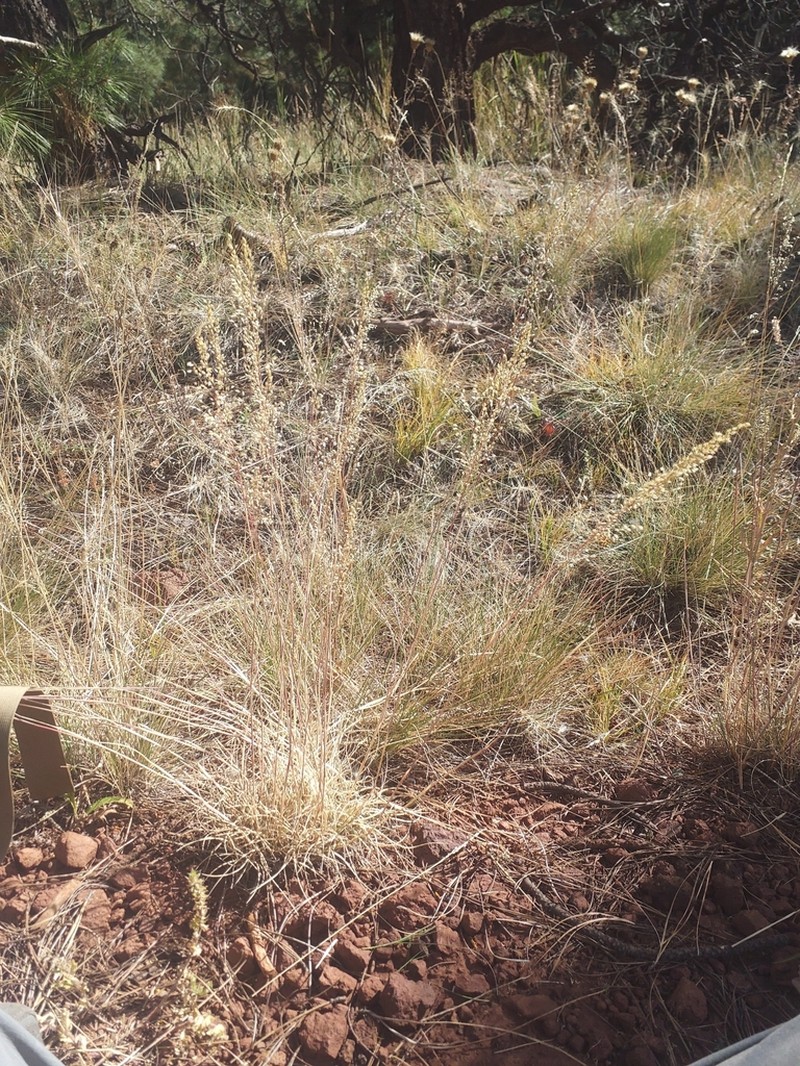 Pine Dropseed photo 4