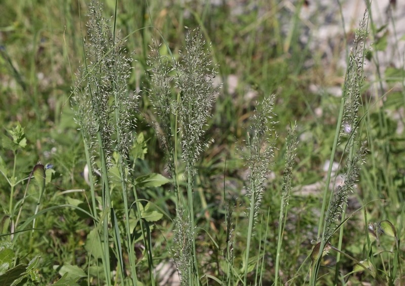Pine Dropseed photo 5
