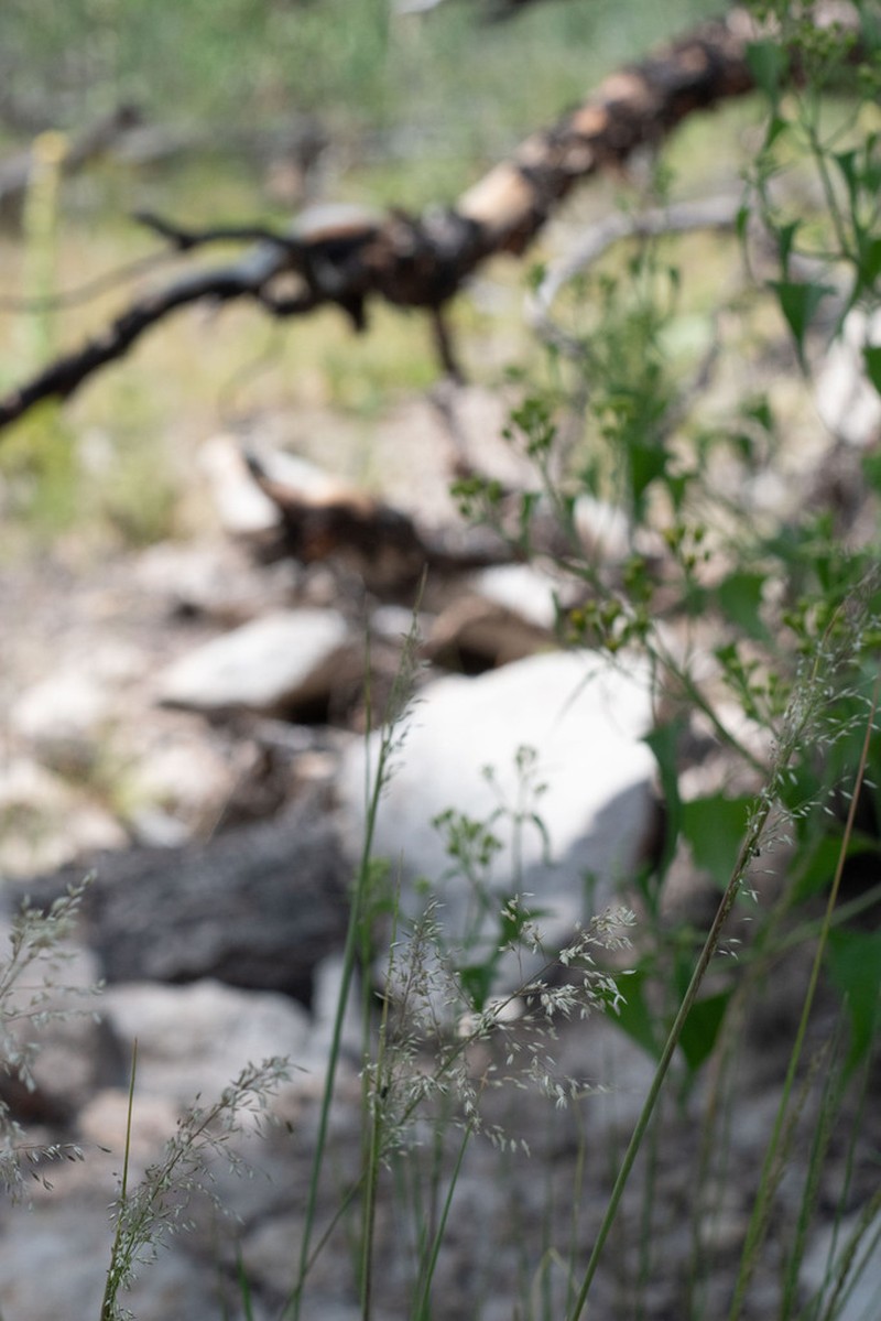 Pine Dropseed photo 6