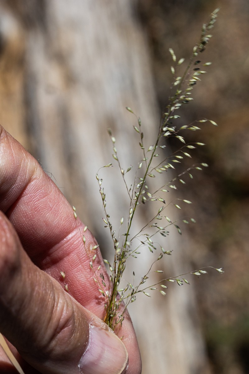 Pine Dropseed photo 7