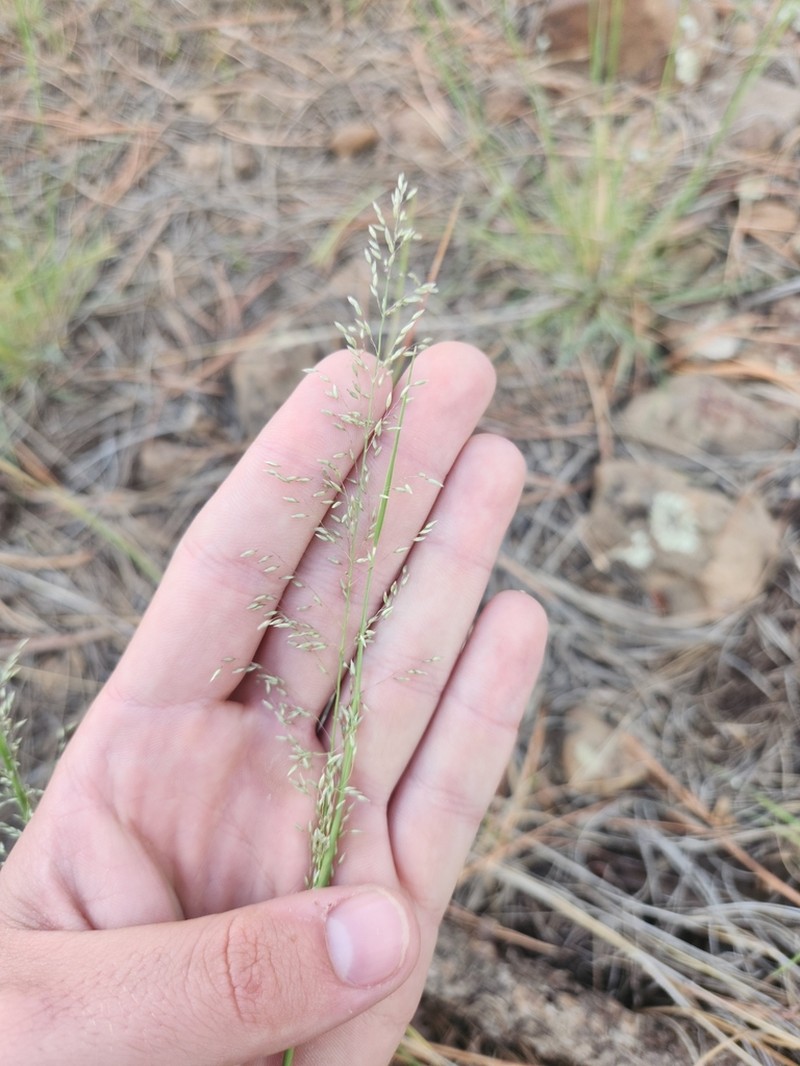 Pine Dropseed photo 8