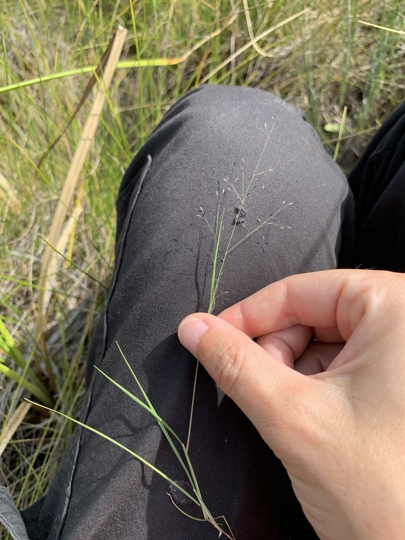 Bog Muhly photo 2