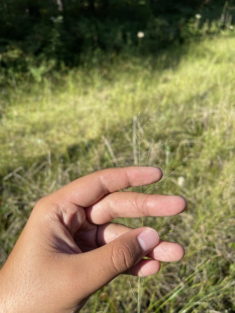 Bog Muhly photo 4