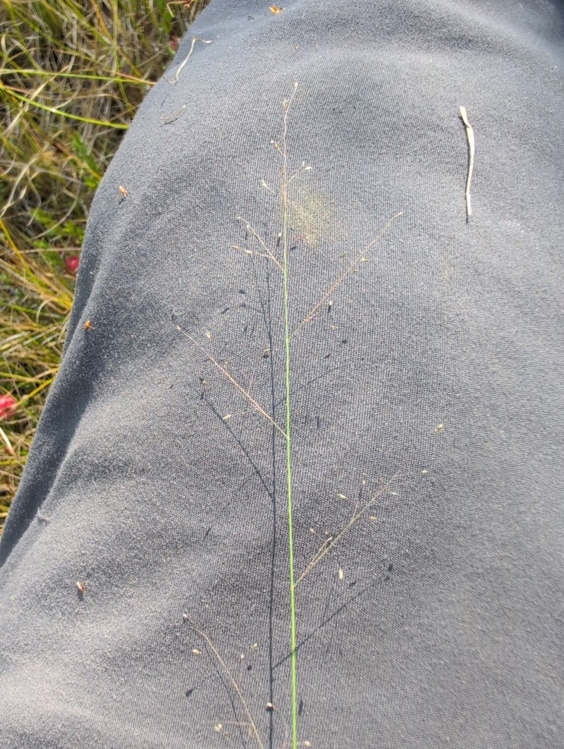 Bog Muhly photo 5