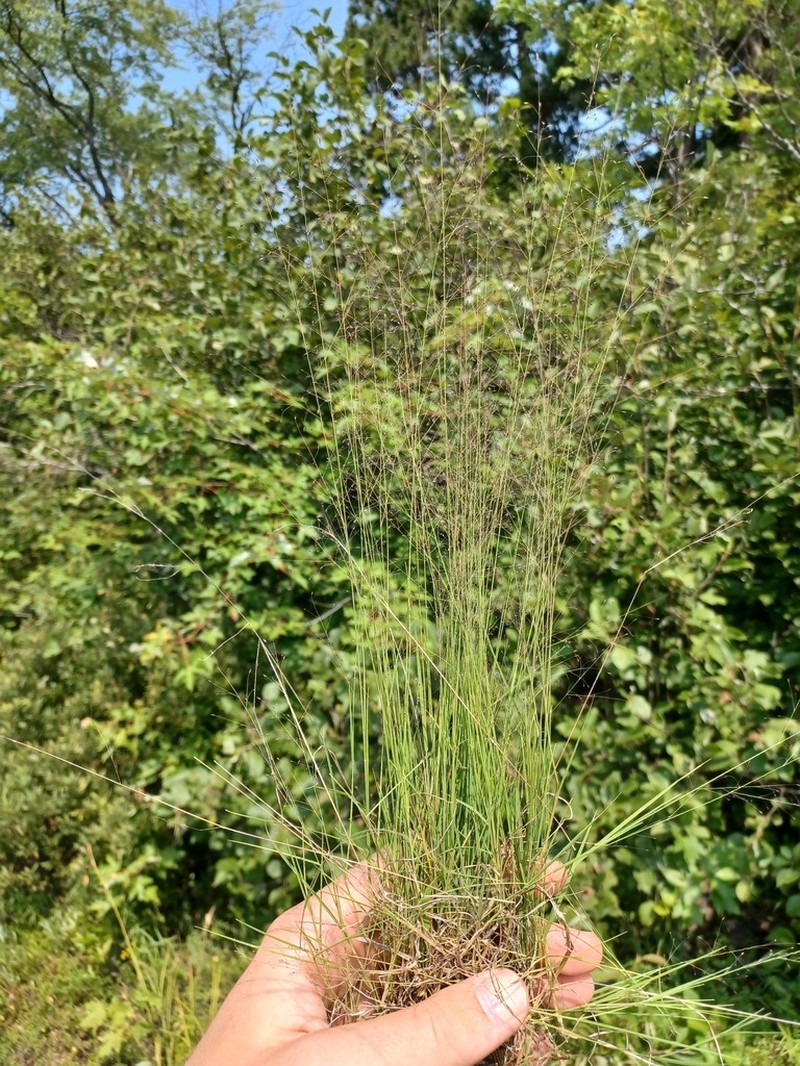 Bog Muhly photo 6