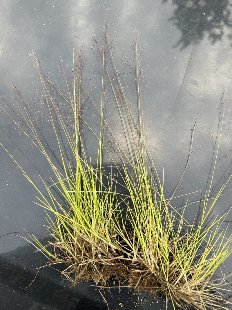 Bog Muhly photo 7