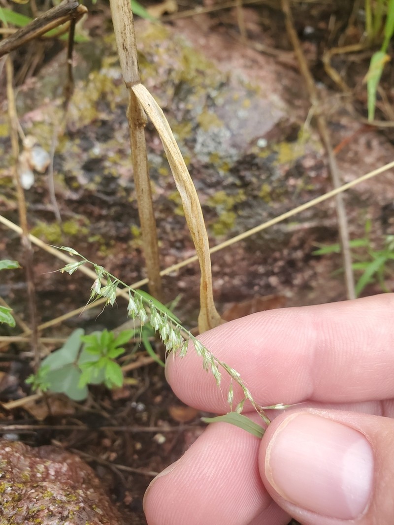 Fragilegrass
