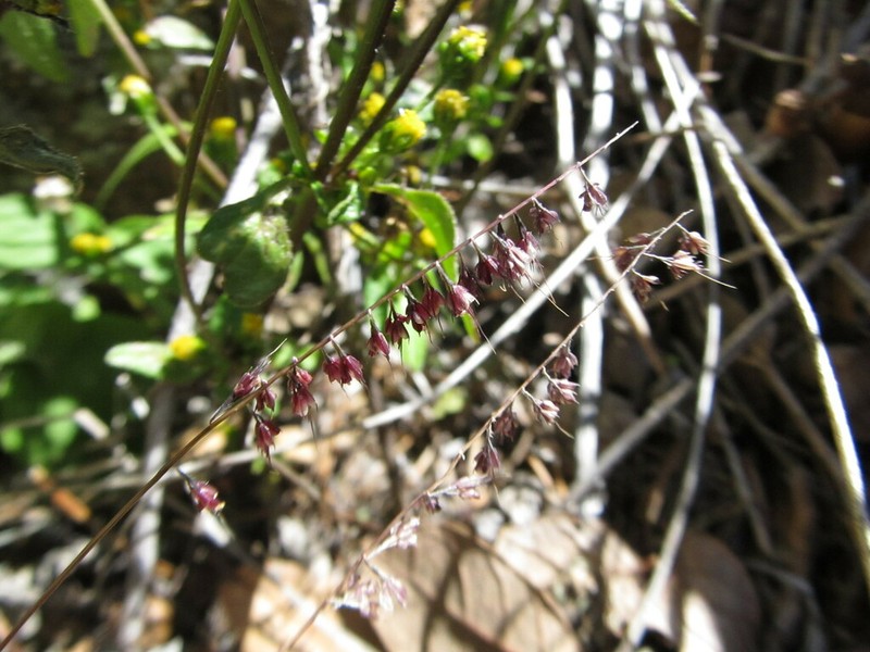 Fragilegrass photo 2