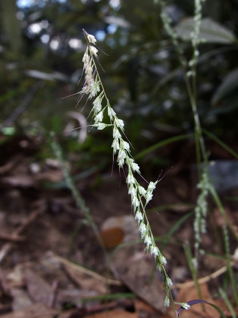 Fragilegrass photo 3