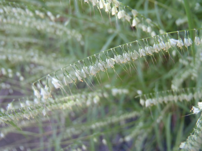 Fragilegrass photo 4