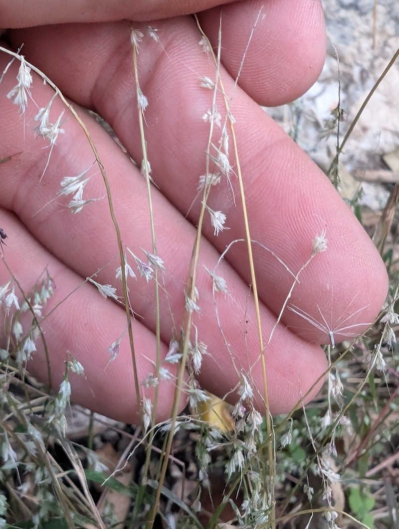 Fragilegrass photo 5