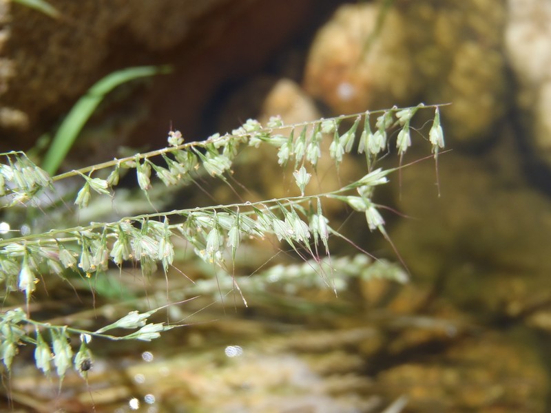 Fragilegrass photo 6