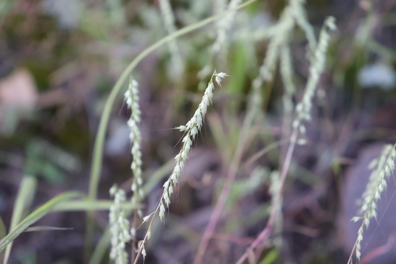 Fragilegrass photo 7