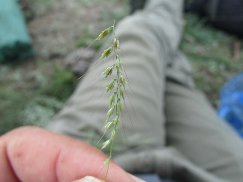 Fragilegrass photo 8