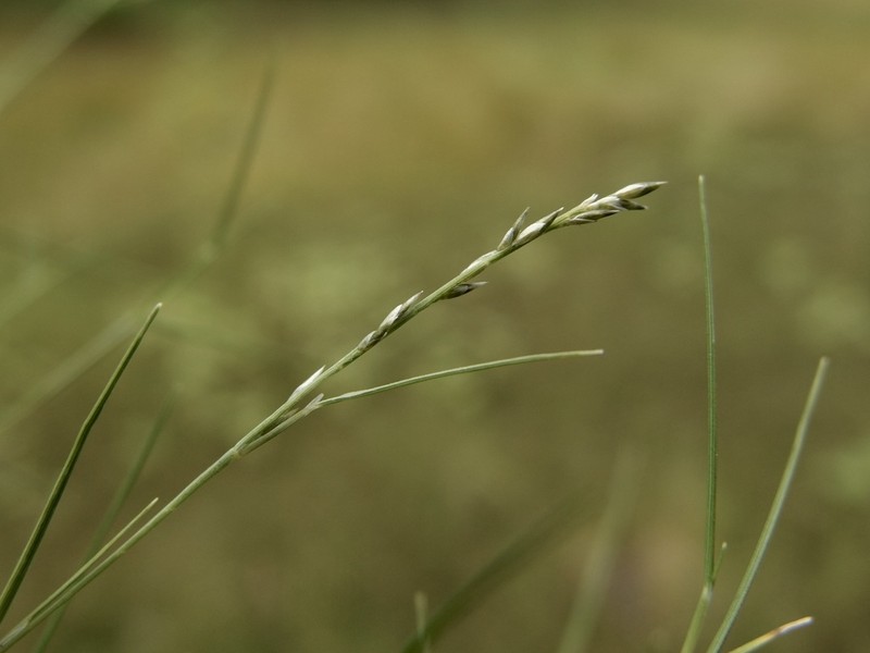 Aparejograss photo 2