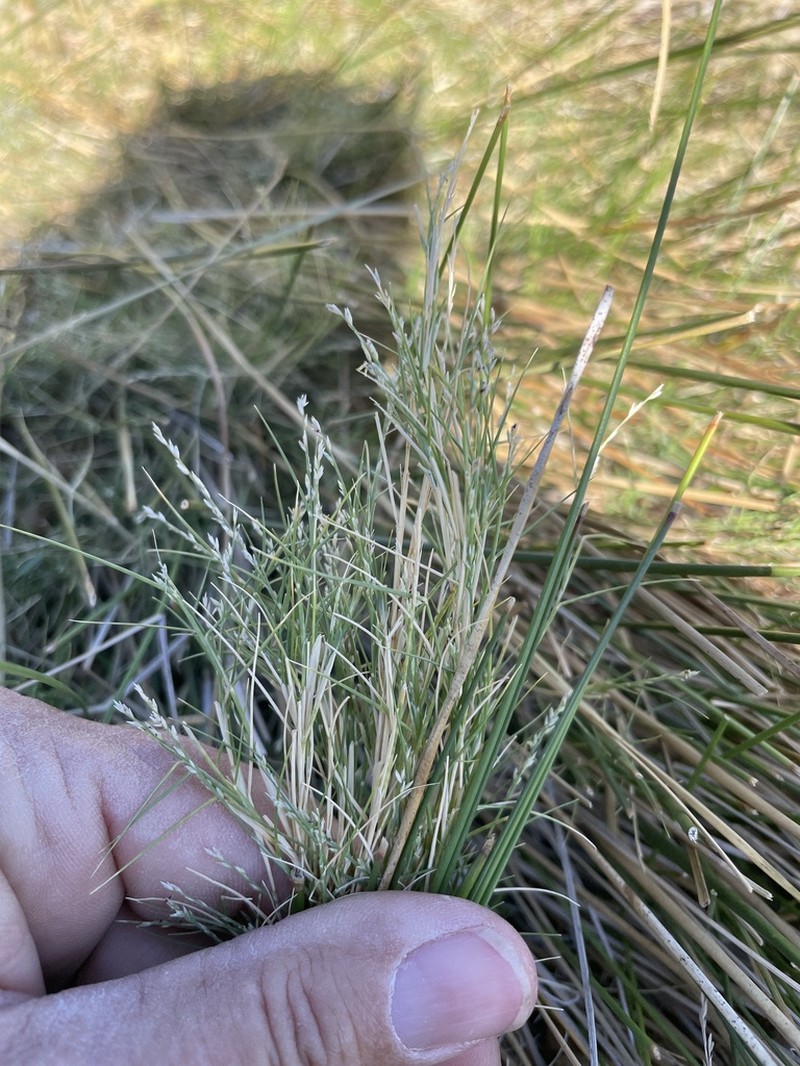 Aparejograss photo 3