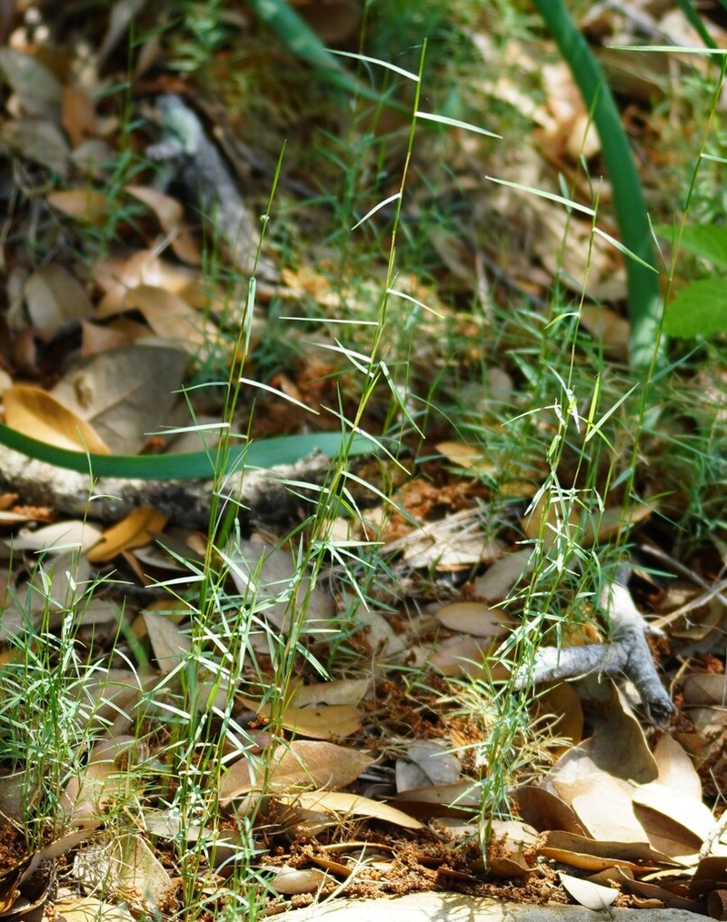 Aparejograss photo 4