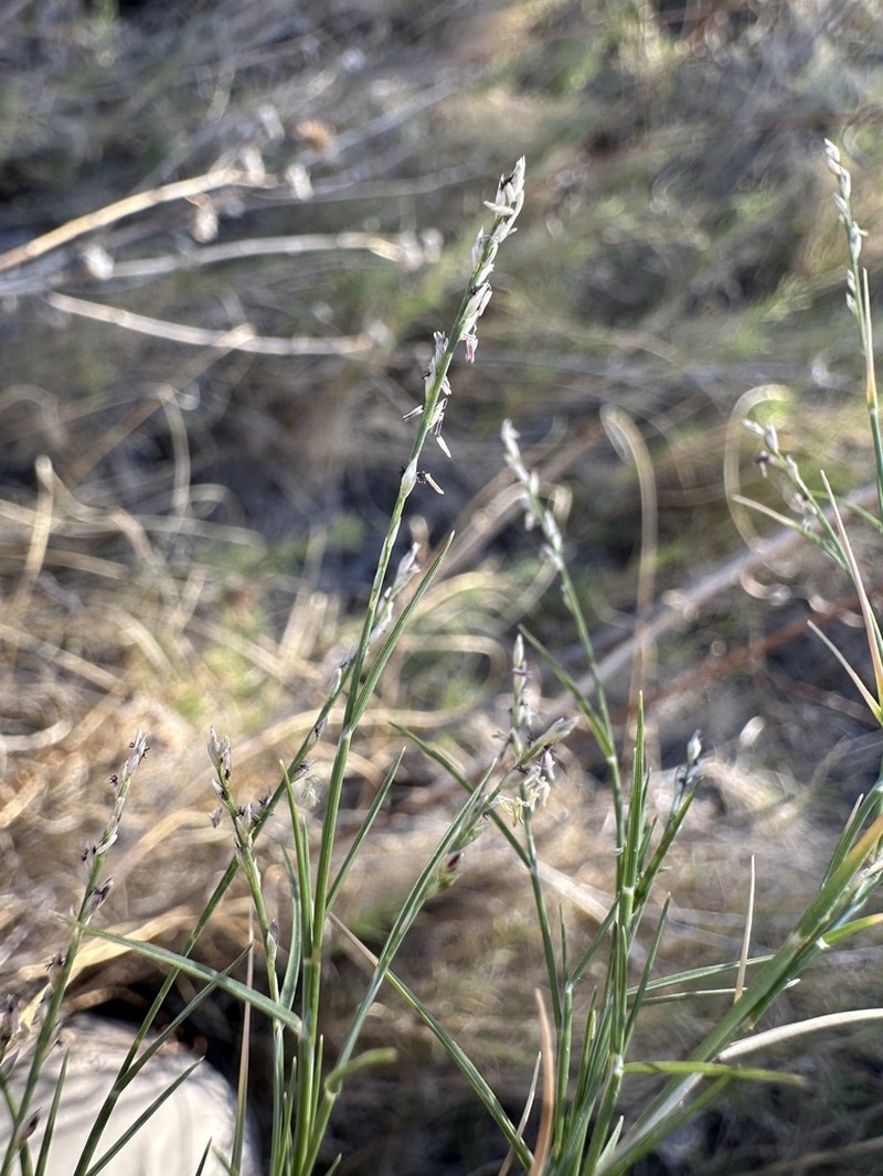 Aparejograss photo 5