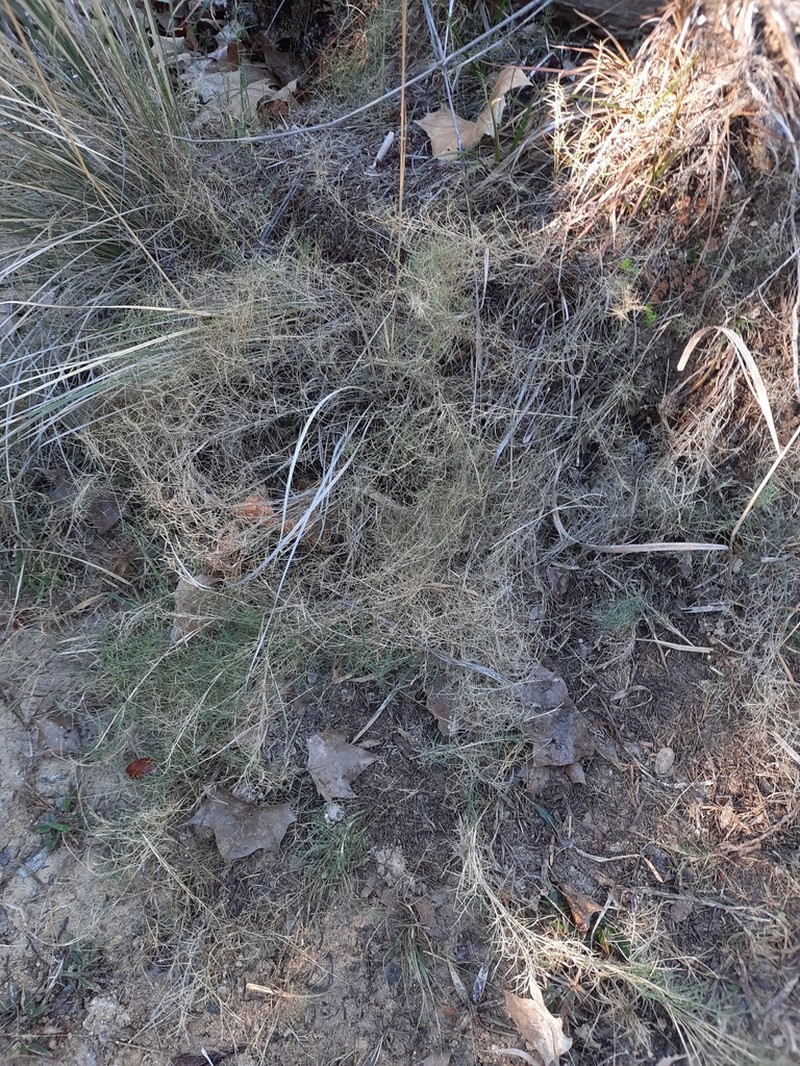 Aparejograss photo 6