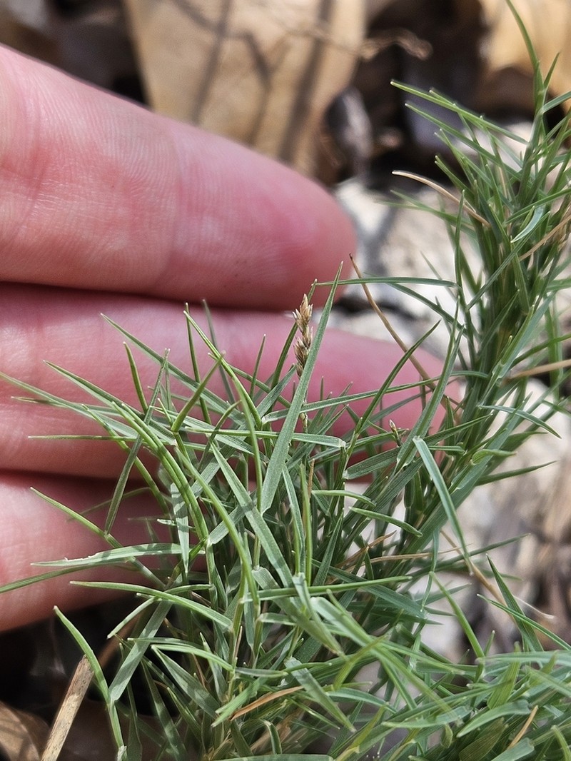 Aparejograss photo 7