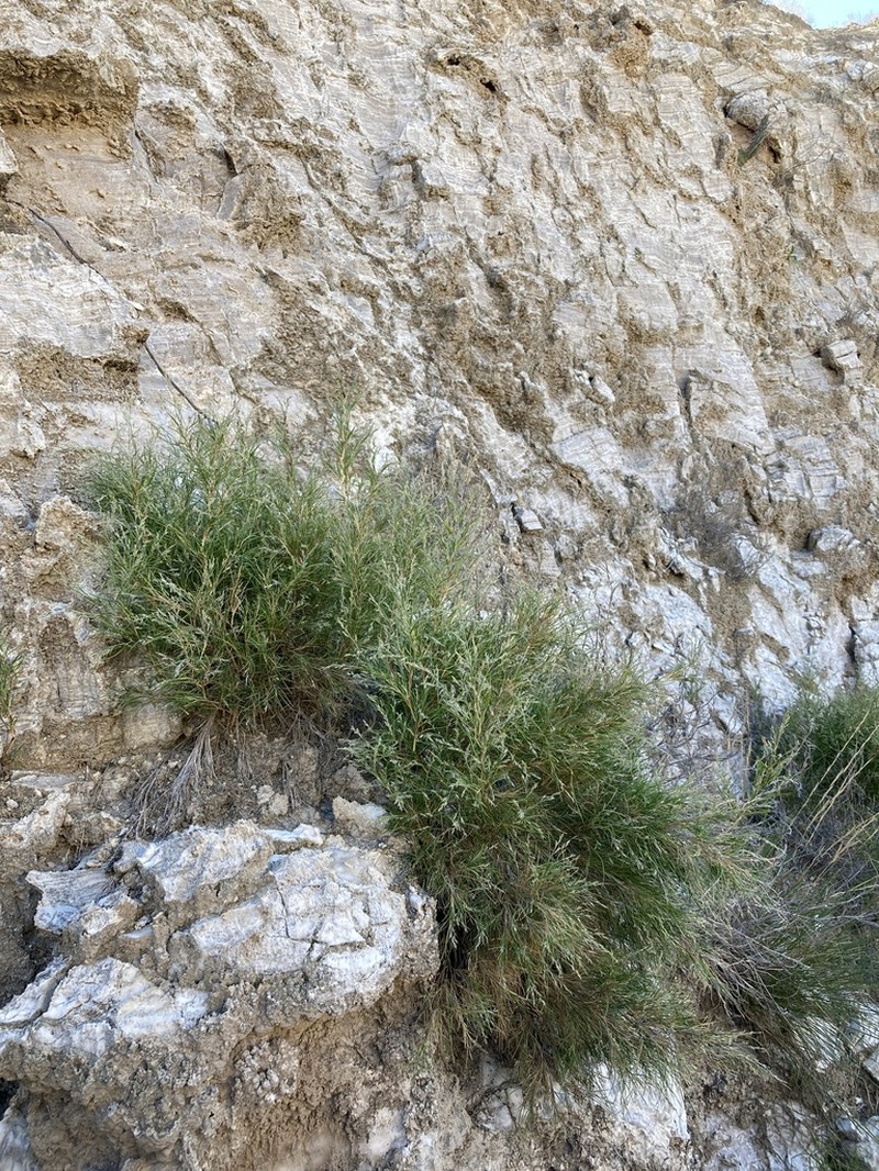 Hairy Muhly