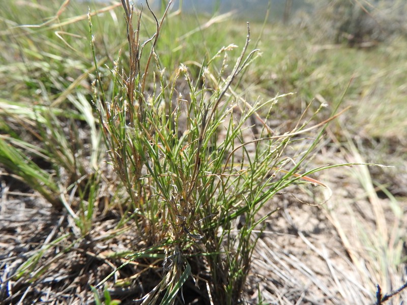 Hairy Muhly photo 2